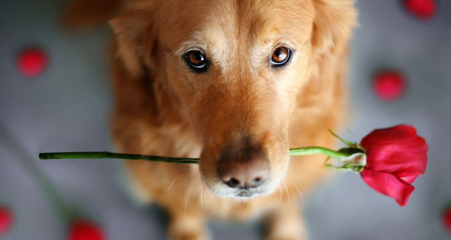 My Furry Valentine