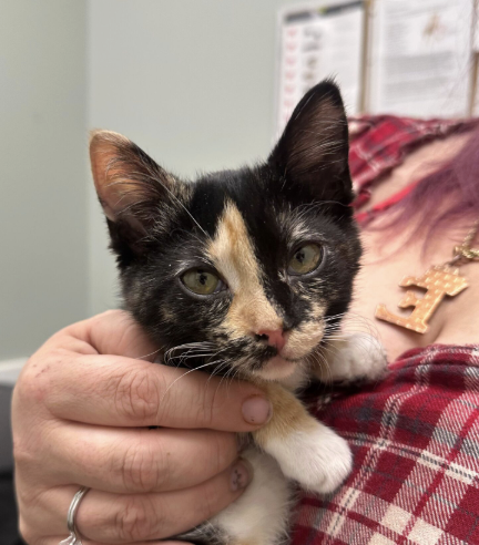 Screenshot 2026-02-03 at 9.13.16 AM