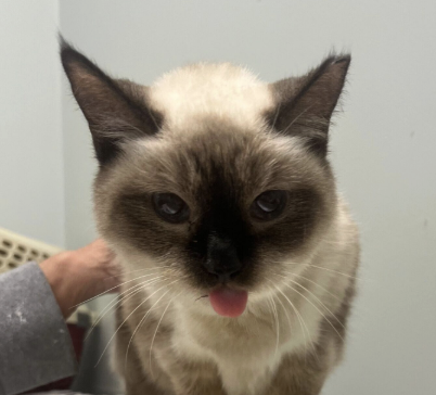 Screenshot 2026-02-03 at 9.15.16 AM