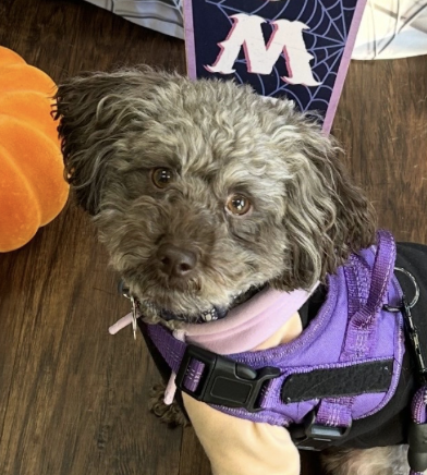 Screenshot 2026-04-07 at 12.10.24 PM