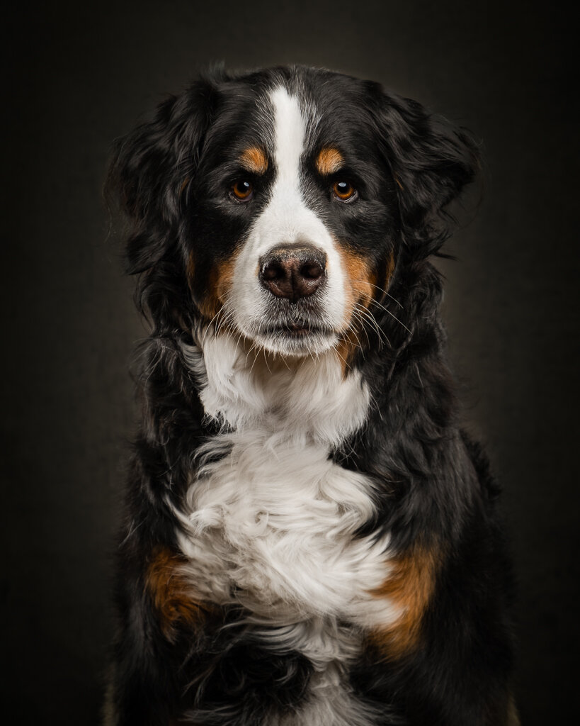 bernese-mountain-dog-portrait-photography-studio