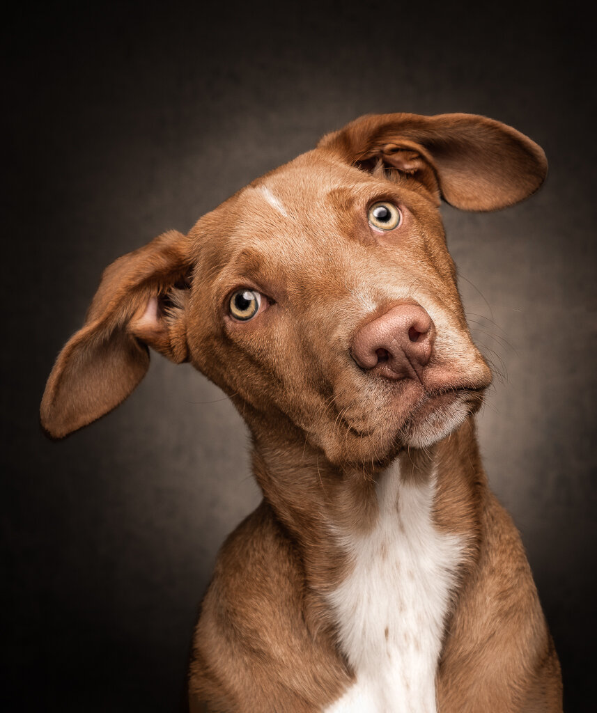 brown-white-rescue-dog-portrait-studio