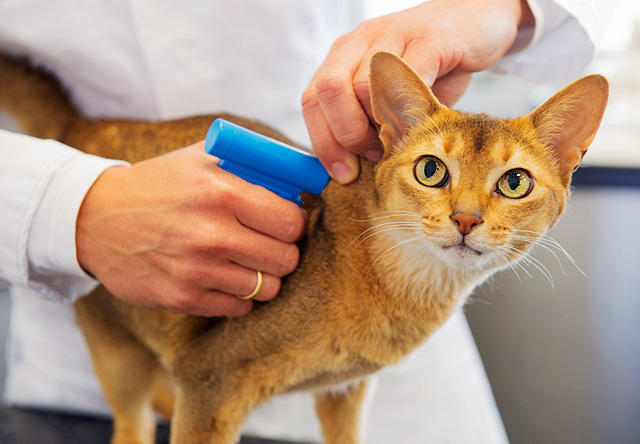 Microchipping Your Pet – Pets in Need of Greater Cincinnati