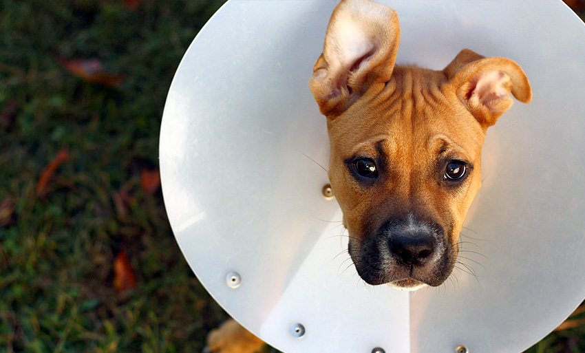 Pet Insurance: Can You Afford to Wait?